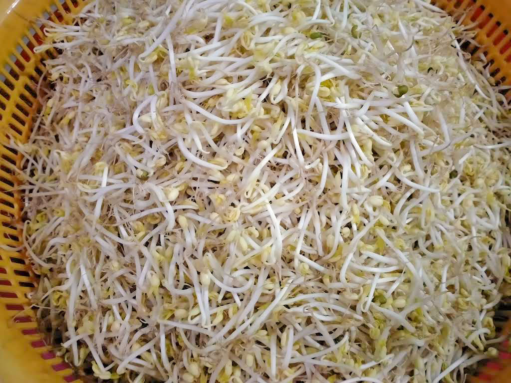 Giá Đỗ Ủ Tươi Hàng Ngày